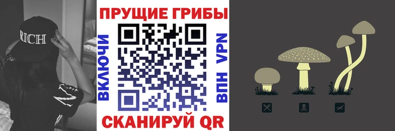 Псилоцибиновые грибы Cubensis  Купить где  Кукмор 